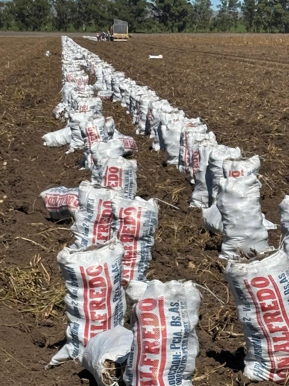 Fila de bolsas Don Alfredo de 25 kg sobre el lote, con el camión al fondo