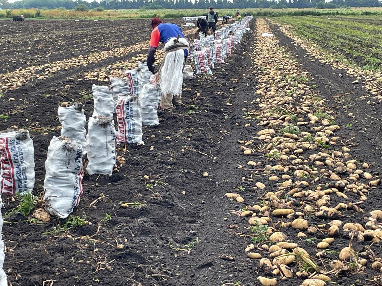 Cosecha de papa: los tubérculos oreándose sobre el surco y trabajadores llenando bolsas