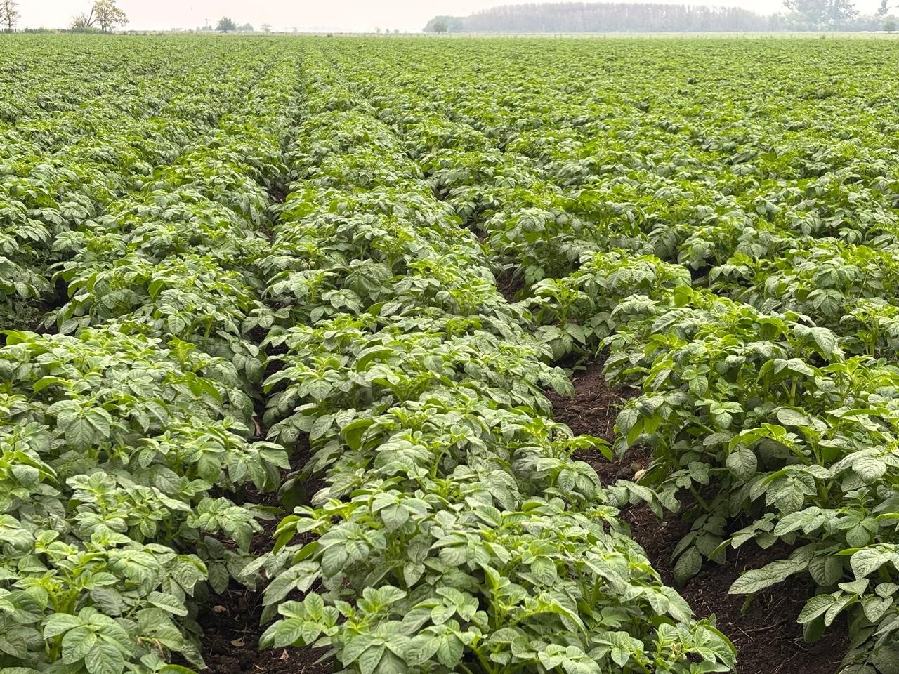 Lote de papa en pleno crecimiento, con las hileras cerradas de plantas verdes