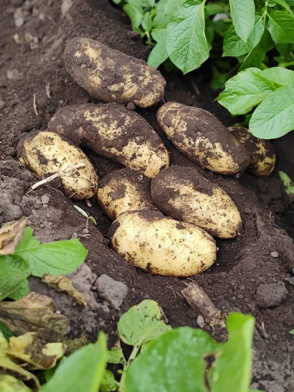 Papas Spunta recién cosechadas sobre la tierra negra, entre plantas de papa
