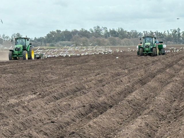 Dos tractores sembrando papa con una bandada de gaviotas detrás